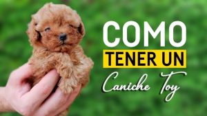 venta-de-perros-pequenos-baratos-en-valencia