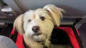 Todo lo que debes saber sobre AVLO para viajar con tus perros Todo lo que debes saber sobre AVLO para viajar con tus perros